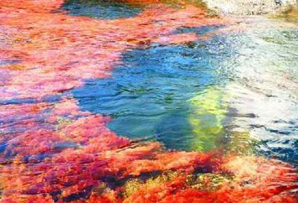 Caño Cristales wajahat22-2-2013 (